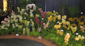 Orchid show display